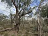 260 Cricks Mill Road, Cromer, SA 5235-Image