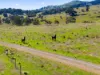 267 Spring Range Road, Springrange, NSW 2618-Image