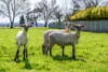 26A Patrick Street, Bothwell, Tas 7030-Image