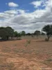 27 Singleton Drive, Cobar, NSW 2835