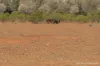 27 Singleton Drive, Cobar, NSW 2835-Image