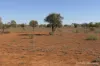 27 Singleton Drive, Cobar, NSW 2835-Image
