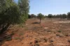 27 Singleton Drive, Cobar, NSW 2835-Image