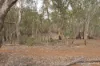 27 Singleton Drive, Cobar, NSW 2835-Image