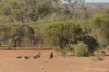 27 Singleton Drive, Cobar, NSW 2835-Image