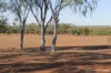 27 Singleton Drive, Cobar, NSW 2835-Image