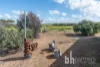 276 Long Gully Road, Mannum, SA 5238-Image