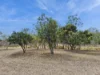 29 Bischoff Mill Road, Watsonville, Qld 4887-Image