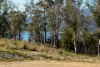 29 Lily Street, White Beach, Tas 7184-Image