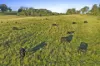 290 Old South Road, Alpine, NSW 2575-Image
