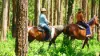 2981 Kyogle Road, Kunghur, NSW 2484-Image