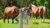 2981 Kyogle Road, Kunghur, NSW 2484-Image