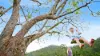 2981 Kyogle Road, Kunghur, NSW 2484-Image