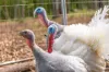 3 Baupleview Road, St Mary, Qld 4650-Image