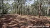 3 Canopy Crescent, Russell Island, Qld 4184