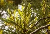 3 Firetail Bend, Parkerville, WA 6081-Image