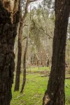 3 Firetail Bend, Parkerville, WA 6081-Image