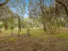 3 Lillian Street, Rye, Vic 3941-Image
