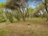 3 Lillian Street, Rye, Vic 3941-Image