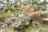 3 Trout Crescent, Miena, Tas 7030-Image