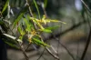 30 Niclins Road, Mangrove Mountain, NSW 2250-Image
