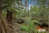 307 Coopers Road, Rocky Cape, Tas 7321-Image
