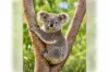 31 Mansfield Road, Galston, NSW 2159-Image