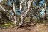 320 Boundary Gully Road, Werona, Vic 3364-Image