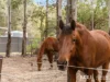 3225 Gatton Esk Road, Esk, Qld 4312-Image