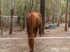 3225 Gatton Esk Road, Esk, Qld 4312-Image