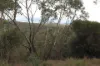 34 Maple Grove, Wentworth Falls, NSW 2782-Image