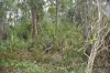 342 Mungar Road, Yengarie, Qld 4650-Image