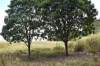 342 Mungar Road, Yengarie, Qld 4650-Image