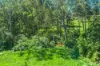 36 Kamrock Grove, Wilberforce, NSW 2756-Image