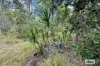 362 Wards Road, Glenwood, Qld 4570-Image