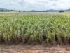 364 Cassar Road, Goolboo, Qld 4856-Image