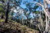 379 Sheepstation Forest Road, Gingkin, NSW 2787-Image