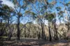 379 Sheepstation Forest Road, Gingkin, NSW 2787-Image