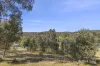 39 Albert Street, Chewton, Vic 3451-Image