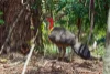 39 Slaughteryard Road, Cooktown, Qld 4895-Image