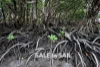 39 Slaughteryard Road, Cooktown, Qld 4895-Image