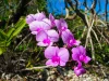 39 Slaughteryard Road, Cooktown, Qld 4895-Image