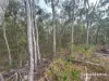 397 Wattle Camp Road, Wattle Camp, Qld 4615-Image