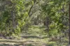 4 Drummond Glen, Naturaliste, WA 6281-Image