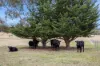 4 Franklings Road, Harcourt North, Vic 3453-Image