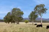 4 Franklings Road, Harcourt North, Vic 3453-Image