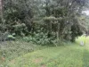 4 Howie Street, Eungella, Qld 4757-Image