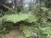 4 Howie Street, Eungella, Qld 4757-Image