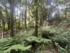4 Howie Street, Eungella, Qld 4757-Image