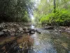 4 Howie Street, Eungella, Qld 4757-Image